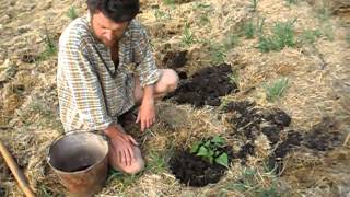 Батат - посадка весной на участке (04.05.2013)