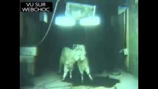 U.S Government Footage Of Sarin Nerve Gas Tests From 1950s
