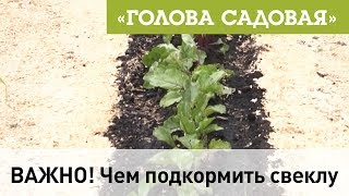 Голова садовая - ВАЖНО! Чем подкормить свеклу