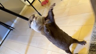 不思議すぎるおもちゃを見て伸びたり縮んだりするカワウソ Otter stretches and shrinks at the sight of a toy too strange to be true