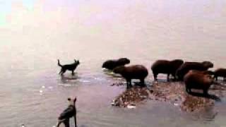 os cachorros querem pegar a capivaras