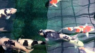 Omosako Koi Farm visit March 4, 2017. Dreaming in Black and White.