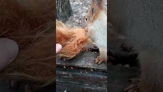 Ушастик отказался от мехов / Ushastik refused furs