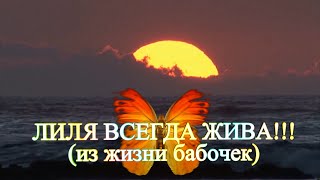 Лиля всегда жива (из жизни бабочек). Стихи - Владимир Холменко, Видео - Александр Травин арТзаЛ