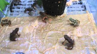 Panama Amphibian Rescue and Conservation Project's New Rescue Lab