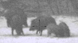 Pulsar Digisight N750