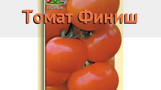 Томат обыкновенный Финиш (finish) ? обыкновенный томат Финиш обзор: как сажать, семена томата Финиш