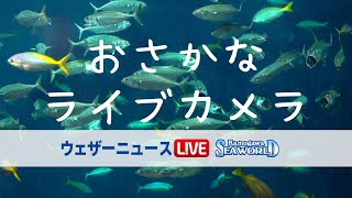 おさかなライブカメラ（協力：鴨川シーワールド）　ウェザーニュース　17:30~19:00予定