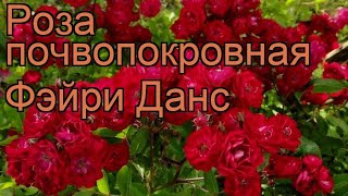 Роза почвопокровная Фэйри Данс ? роза Фэйри Данс обзор: как сажать саженцы розы Фэйри Данс
