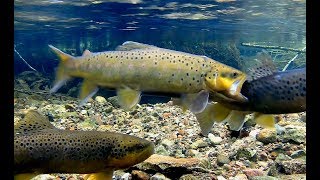 Выдра охотится на форель на нерестилище Otter hunting for trout in spawning Эстония Estonia :(