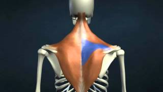 musculo trapezio