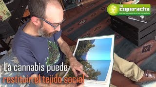 La regulación del cannabis puede restituir el tejido social