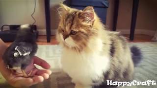 Манчкин - порода кошек. Munchkin cat Выпуск 1