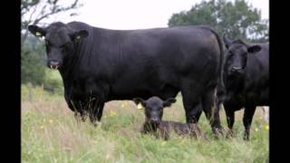 Абердин-ангус Aberdeen Angus
