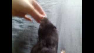 How to teach your hamster to do tricks