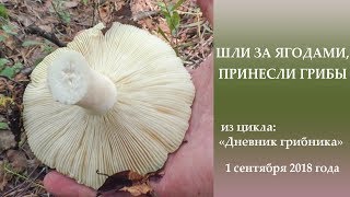 Шли за ягодами, принесли грибы. Дневник грибника 1 сентября 2018 года
