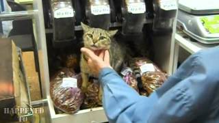 Homeless cat in supermarket (Хорошо устроился)