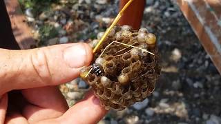 КАК ПОБЕДИТЬ ОС.как уничтожить осиное гнездо//How To Destroy A Wasp Nest