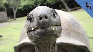 Why Do Some Animals Live Longer Than Others?