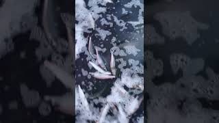 Косяк селёдки застрял на мелководье