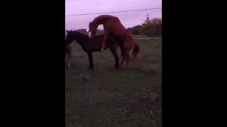 Horse having sex