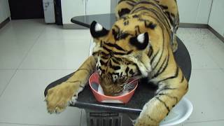 Expect this from a tiger in the house