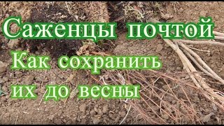 Саженцы. Как сохранить саженцы до весны.
