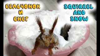 Как бельчонок радуется снегу!!! How a squirrel rejoices in the snow