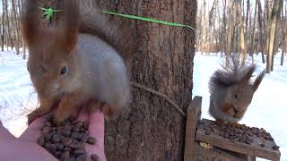 Белки. Утро начинается / Squirrels. The morning begins