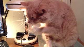 Rubber band Banjo Playing TOMMY Cat