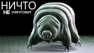 Тихоходки - уникальное существо, которое может жить вечно.