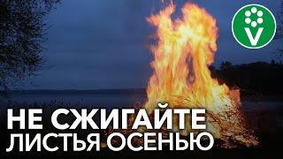 ХВАТИТ ЖЕЧЬ БОТВУ! Вот простой и полезный способ использования листьев осенью