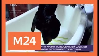 Пользователей соцсетей возмутил эксперимент с участием собаки