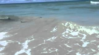 Sharks swimming at Waveland Beach