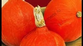 Тыква со вкусом каштанов.