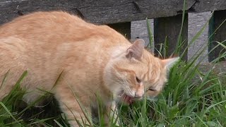 Что будет если: Кот съест траву