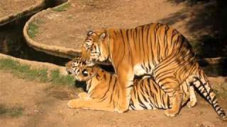 tiger mating second attempt