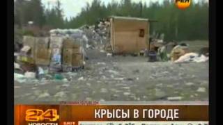 Уничтожение крыс (дератизация)