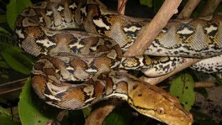 Змеи в Камбодже. Питон в джунглях. Snakes in Cambodia. Python in the jungle