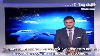 Жестокое избиение лошади.\ poor horse \ التعمال الوحشي مع الحصان