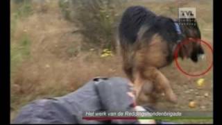 Limburgse Reddingshonden Brigade LRB