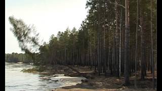 Половодье Чулыма. Обвал берегов. Падающие сосны. Apocalyptica