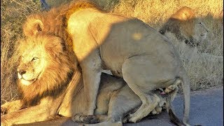 Male Lion Mates with Another Male