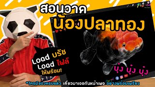 Pex-cil [ LIVE ] สอนวาด | น้องปลาทอง | ทำตามได้ ง่ายม๊ากกก