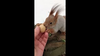 Маленький злодей / The little villain