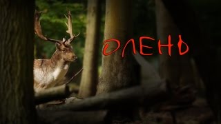 Олень - клип - видеопоэзия /Драма жажды жизни/ стих