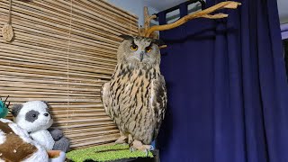 Yoll's stream с Максом и совой. Починили качество стрима