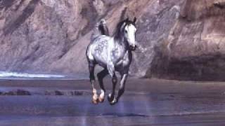 Wild Horses