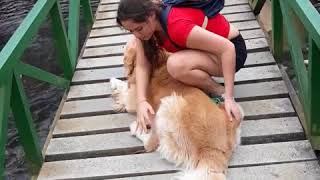 Daily Mail   This dog's owner has to crawl to help him get over his fear of heights!   Facebook