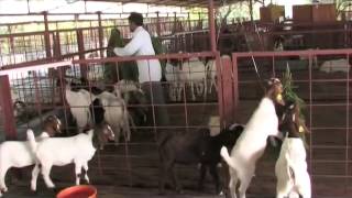 Bán dê Dê Boer Dê Bách Thảo Dê Saanen tai Trang trại dê Cần Thơ 0932394949